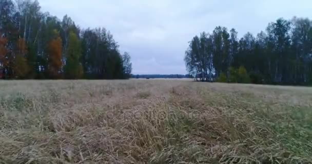 Ein Weizenfeld bei Herbstwetter — Stockvideo