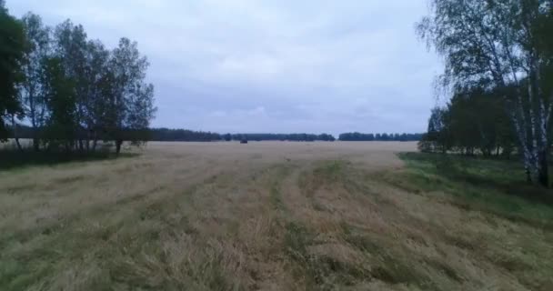 Una vista aérea del campo de trigo — Vídeos de Stock