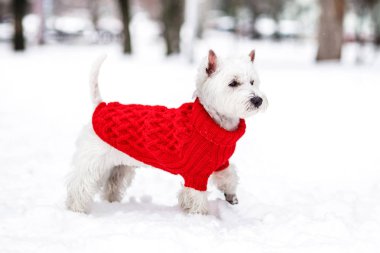 Batı dağlık beyaz korkunç kar kar üzerinde parkta oynarken giyiyor. Kış zamanı. Kazak köpek