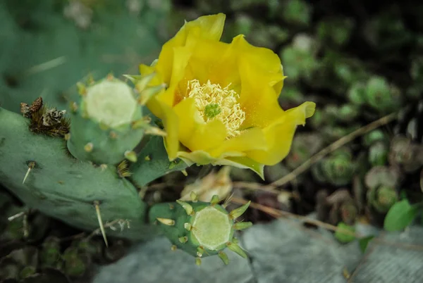 Vahşi doğada çiçek açan kaktüs