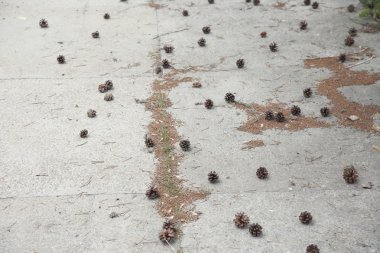 Çam kozalakları bir caddeye yerleştirilmiş