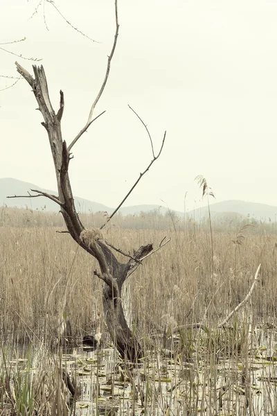 Árbol Muerto Lago —  Fotos de Stock