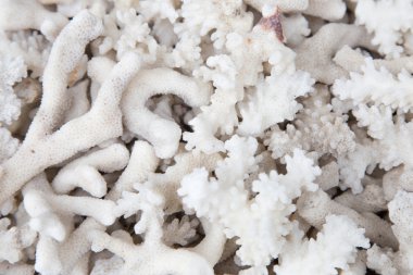 Deniz kabukları, yaklaşın.