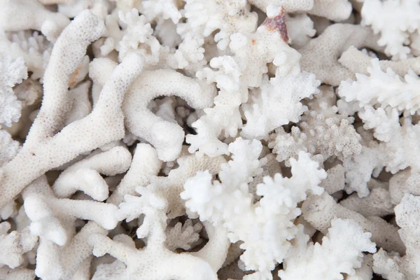 Deniz kabukları, yaklaşın.