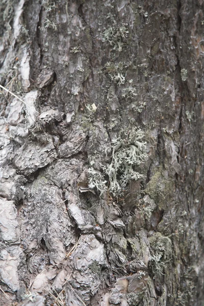 Primer Plano Una Corteza Árbol — Foto de Stock