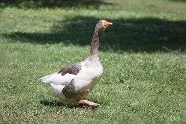 Yeşil çimlerin üzerinde duran beyaz bir kazın yakın plan çekimi.