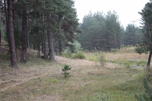 Ormanda ağaçları olan güzel bir manzara.