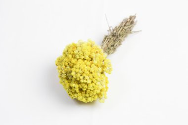 Beyaz arkaplanda sarı çiçekler