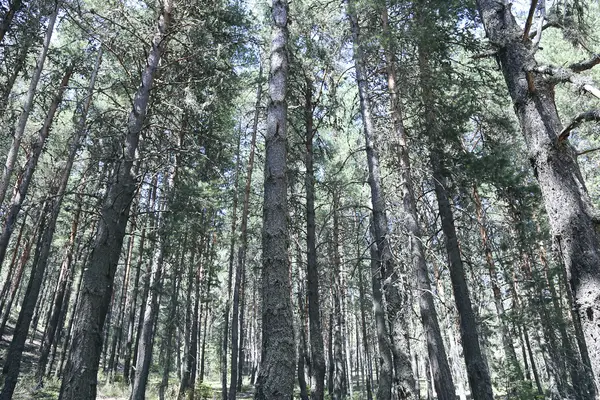 Hutan Hijau Pagi Hari — Stok Foto