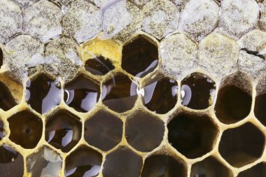 Peteğin tatlım closeup ile dolu. Petek yıldız şeklinde ışık yansıması her hücrede. Doku.