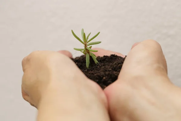 手持ちの土壌と小さな植物 — ストック写真