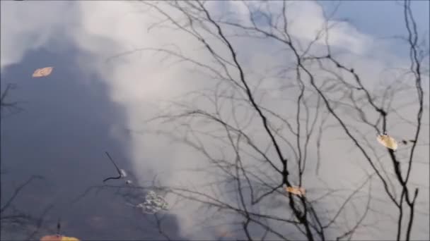 Cielo y árbol reflejados en la superficie del agua. Gotas de lluvia haciendo ondulaciones en la reflexión del bosque — Vídeo de stock
