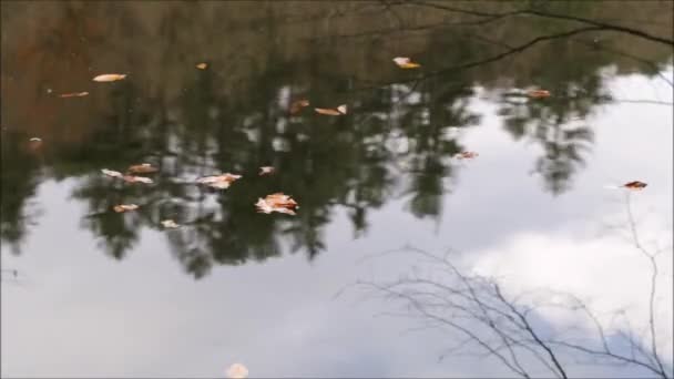 Lucht en boom weerspiegeld in het wateroppervlak. Regendruppels maken rimpels op Forest Reflection — Stockvideo