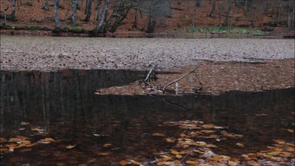 Céu e árvore refletidos na superfície da água. Gotas de chuva fazendo ondulações na reflexão da floresta — Vídeo de Stock