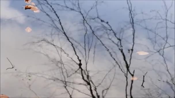 Himmel Und Baum Spiegeln Sich Der Wasseroberfläche — Stockvideo