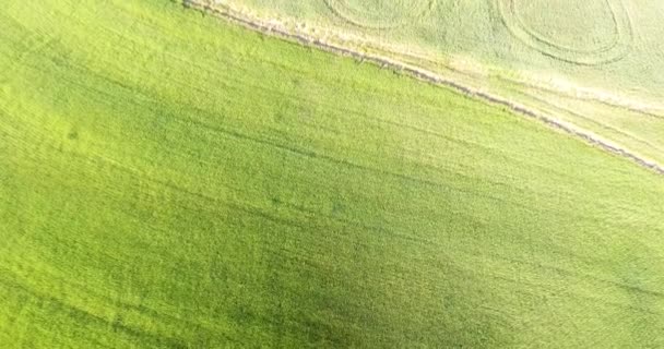 Vista Aérea Campo Plantação Pela Manhã Com Luz Solar — Vídeo de Stock