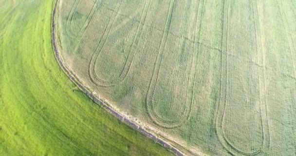 Aerial View Plantation Field Morning Sunlight — Stock Video