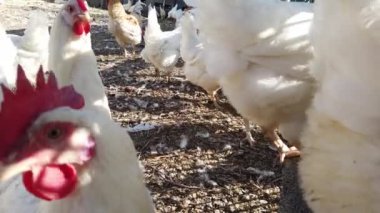 Geleneksel tavuk çiftliğinde tavuklar 