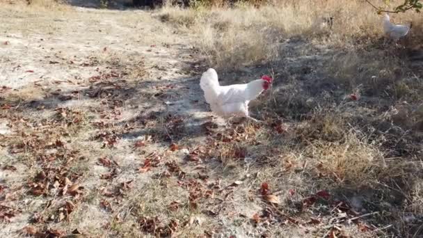 Csirkék Hagyományos Szabadtartású Baromfitartó Gazdaságban — Stock videók