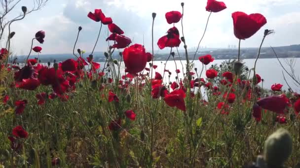 Rode Klaprozen Het Veld Lucht Wolken Rode Bloemen Zonsondergang — Stockvideo