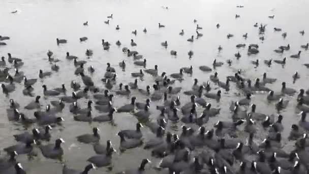 Lago Cormoranes Patos — Vídeo de stock