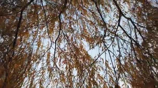 Blätter Fallen Von Den Bäumen Herbstwald Und Bäume Herbstblätter Fallen — Stockvideo