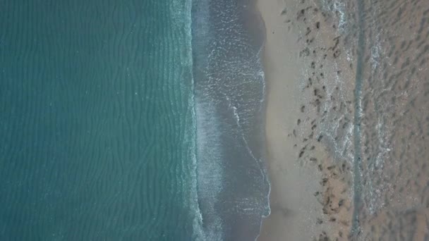 Vue aérienne des oiseaux qui regardent les vagues de la mer s'écraser. Vert et bleu vue sur la mer drone, images de drone, 4k