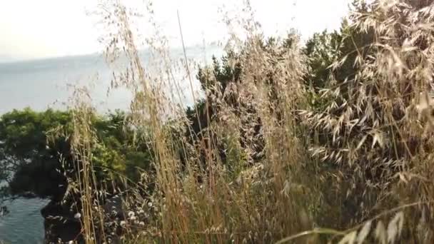 Baldacchino Alberi Verdi Robusta Faccia Mare Nero Con Mare Sullo — Video Stock