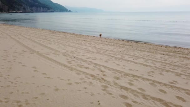 Cão Correndo Praia Cão Que Entra Mar — Vídeo de Stock