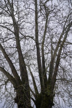 Ormana baktığımızda, Yeşil Ağaç doğayı soyut olarak dallandırıyor. Mavi gökyüzü ve güneş ışığıyla çam ormanı 