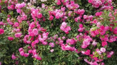 Taze beyaz ve kırmızı düğün gülleri, parlak arkaplan çiçekleri. 