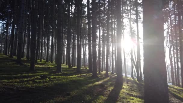 Camino Bosque Pinos Día Soleado Otoño Sendero Bosque Verde Mixto — Vídeos de Stock