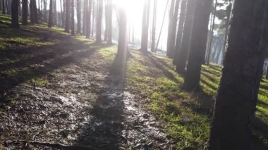 Sonbahar güneşli bir günde çam ormanına giden yol. Karışık yeşil ormandaki patika. 
