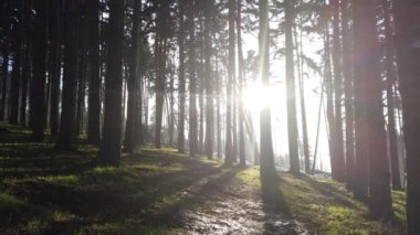 Sonbahar güneşli bir günde çam ormanına giden yol. Karışık yeşil ormandaki patika. 