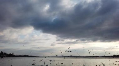 deniz gökyüzü bulutları ve martı