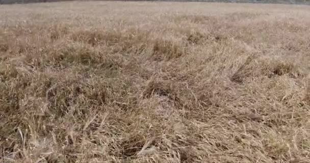 Аэросъемка Пшеничного Поля — стоковое видео