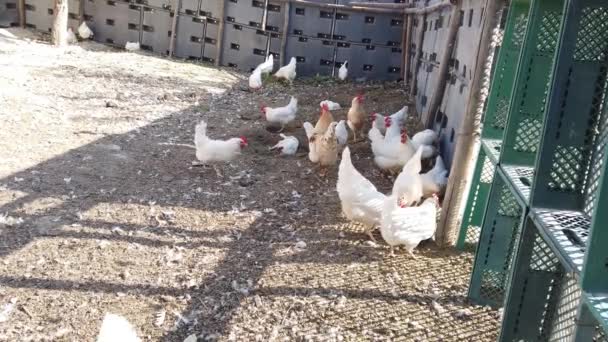 Geleneksel Tavuk Çiftliğinde Tavuklar — Stok video