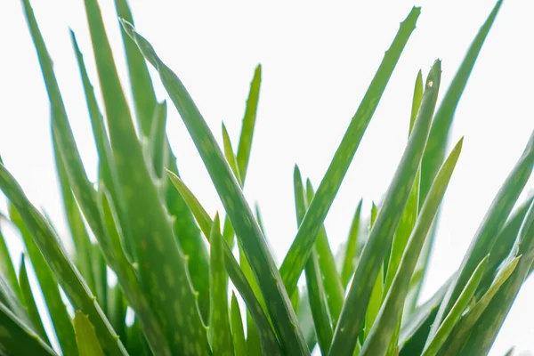 Aloe Vera tropikal yeşil bitkiler sıcak havayı hoş görürler. Yeşil yaprakların yakın çekimi, aloe vera. Aloe Vera cilt bakımı ve saç bakımı için çok kullanışlı bir bitkisel ilaçtır.. 
