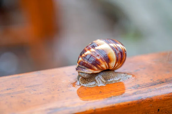 Rainy Day Snail — Stock Photo, Image