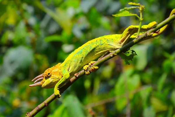 Jacksons horned chameleon crawling on branch. — Stock Photo, Image