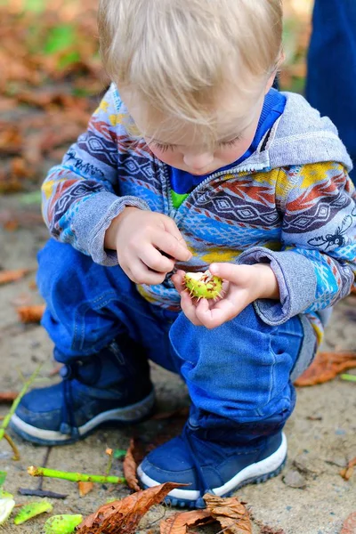 Mały chłopiec zbieranie kasztanów w przyrodzie jesienią. — Zdjęcie stockowe