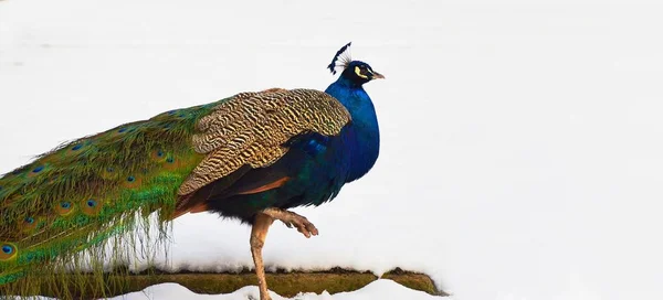 Closeup portrait of peacock walking in the snow. Space for your text. — Stock Photo, Image