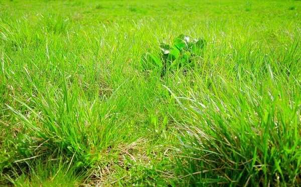 Common turf grass in the spring. Natural unkept lawn with a little weed. 스톡 사진