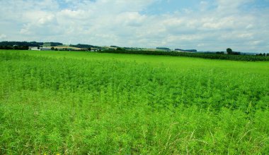 Avusturya 'da yasal olarak yetiştirilen kenevir tarlası. 