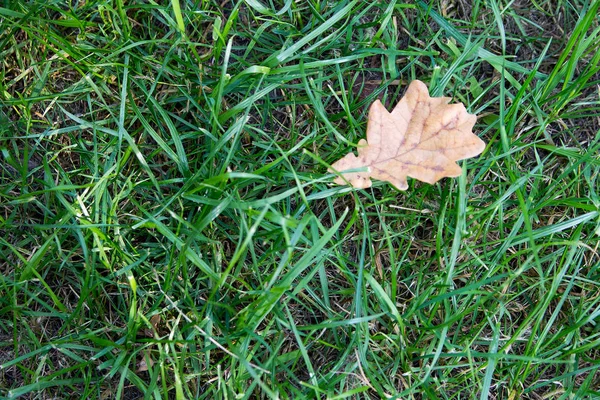 Hoja amarilla seca cayó sobre la hierba verde. Principios de otoño . — Foto de Stock
