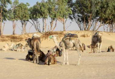 Develer yolculuk önce biraz dinlen. Turizm ve seyahat.