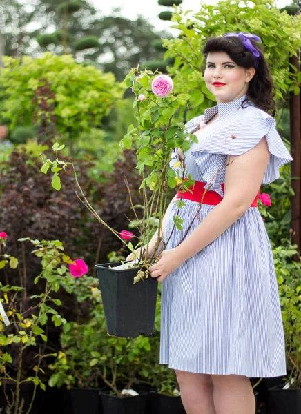 Girl keeps pot with blooming rose  in the greenhouse. — Stock Photo, Image