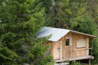 ahşap tek katlı evde yüksek iğne yapraklı orman. Vintage. 