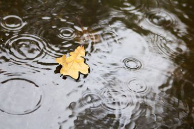 Bir su birikintisi içinde sarı düşmüş sonbahar yaprak.