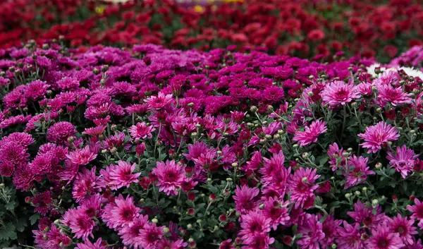 Krásné květy chryzantém — Stock fotografie
